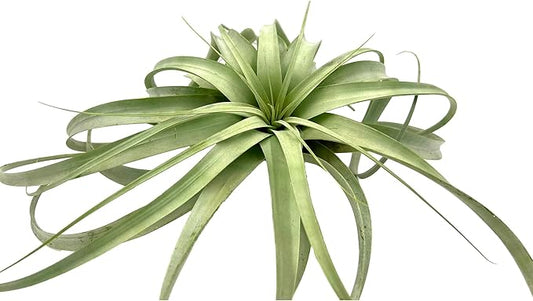 Air Plants - Tillandsia Xerographica, Giant 9-14” - 1ct - Live Arrival Gauranteed - House Plants for Home Decor & Gift