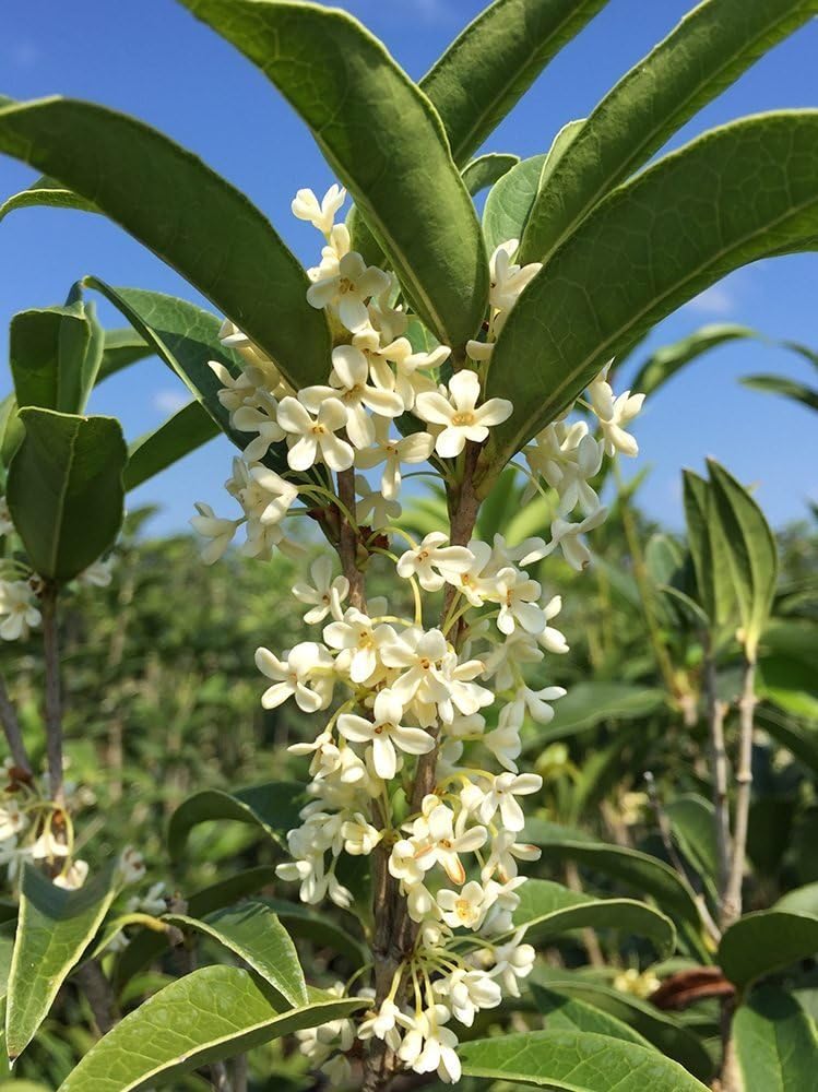 PERFECT PLANTS Tea Olive 1 gallon