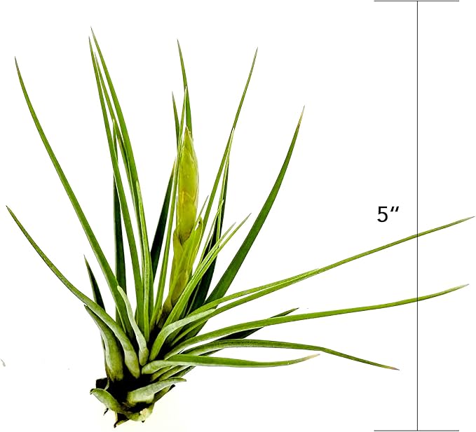 Air Plants - Flowering Tillandsia Melanocrater Tricolor, Large 5" - 3ct - Live Arrival Guaranteed - House Plants for Home Decor & Gift