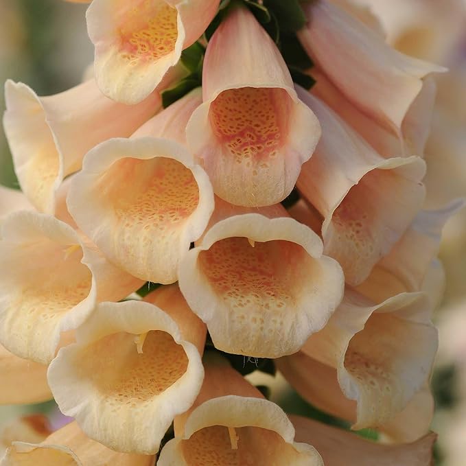 Eden Brothers Foxglove Seeds - Dalmatian Peach