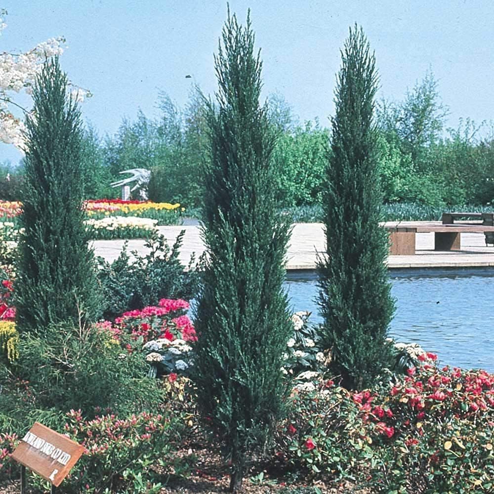 Skyrocket Juniper | 1 Live Gallon Size Tree | Juniperus Scopulorum | Drought Tolerant Cold Hardy Formal Upright Evergreen Plant