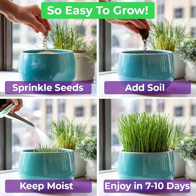 NatureZ Edge Premium Cat Grass Seeds for Indoor Cats, Non GMO - 1/2 lb Oat & Barley Grass for Indoor Cats, Cat Plant, Kitty Lawn, Pet Grass, Hierba para Gatos, Made in USA