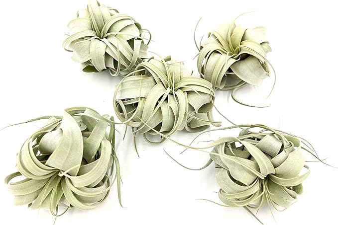 Air Plants - Tillandsia Xerographica, Small 2-3” - 5ct - Live Arrival Gauranteed - House Plants for Home Decor & Gift
