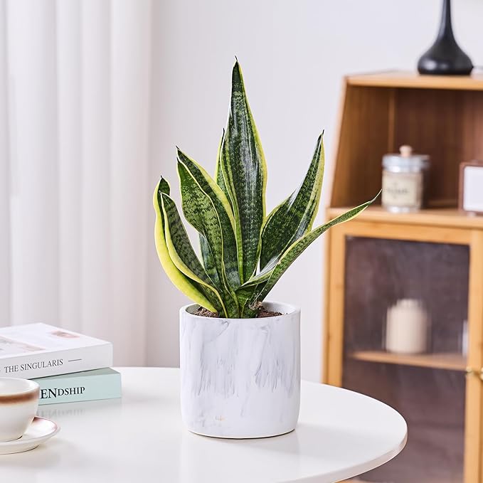 Ekirlin 6 Inch Resin Plant Pot Indoor - Natural Marble Texture Garden Planter with Drainage Hole, Removable Rubber Stopper and Non-Slip Soft Pad, Modern Succulents Containers for Home, Outdoor