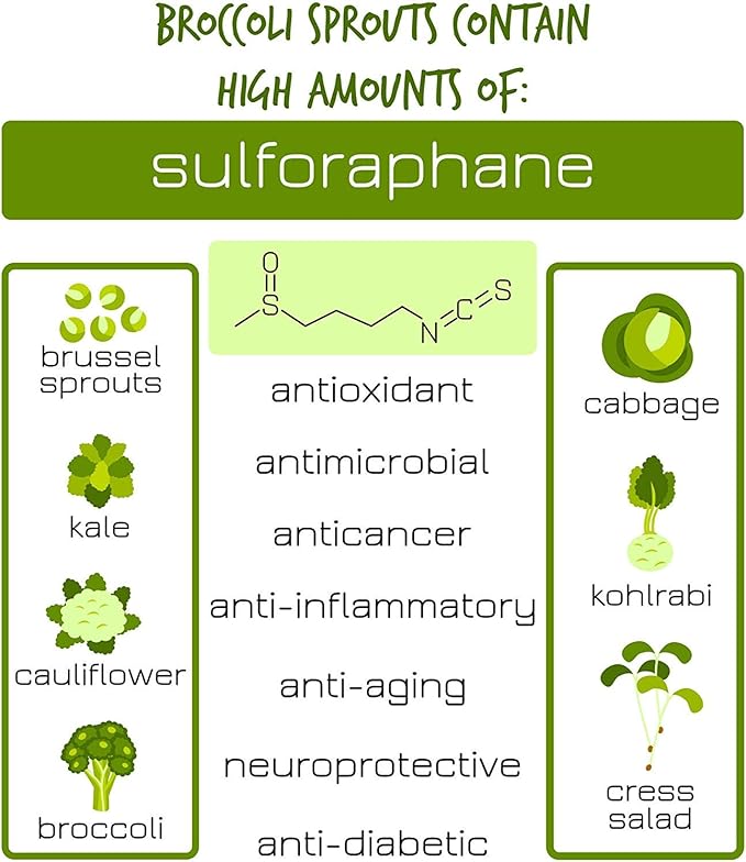 Organic Broccoli Sprouting Seeds by Handy Pantry | 2.5 Pound Resealable Bag | Bulk Non-GMO Broccoli Sprouts Seeds, Contain Sulforaphane