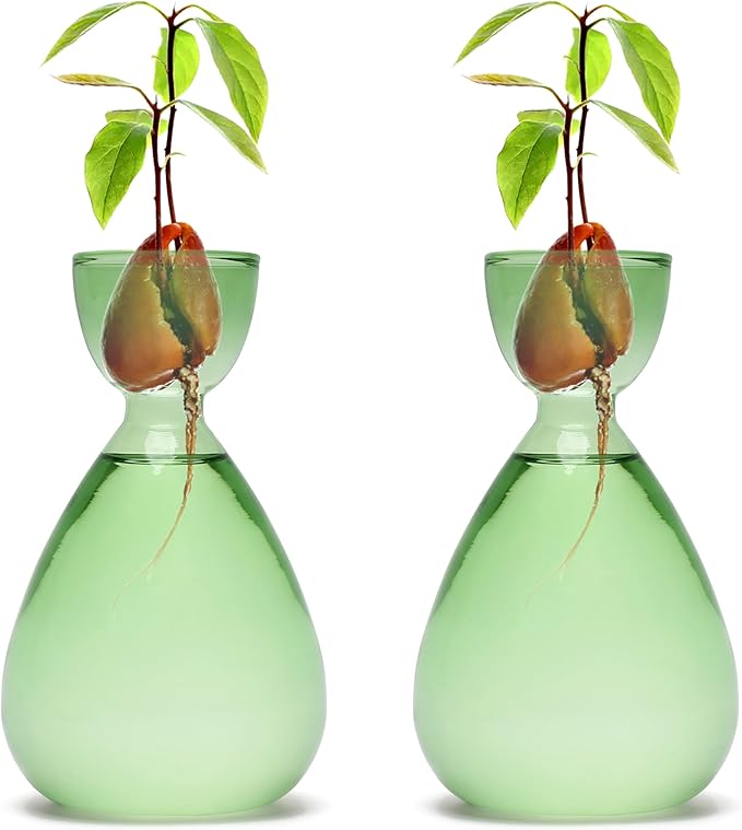 Avocado Vase Avocado Seed Starter Vases Trees Live Plants Growing kit Glass 2pc