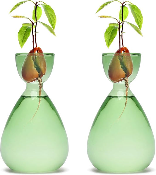 Avocado Vase Avocado Seed Starter Vases Trees Live Plants Growing kit Glass 2pc