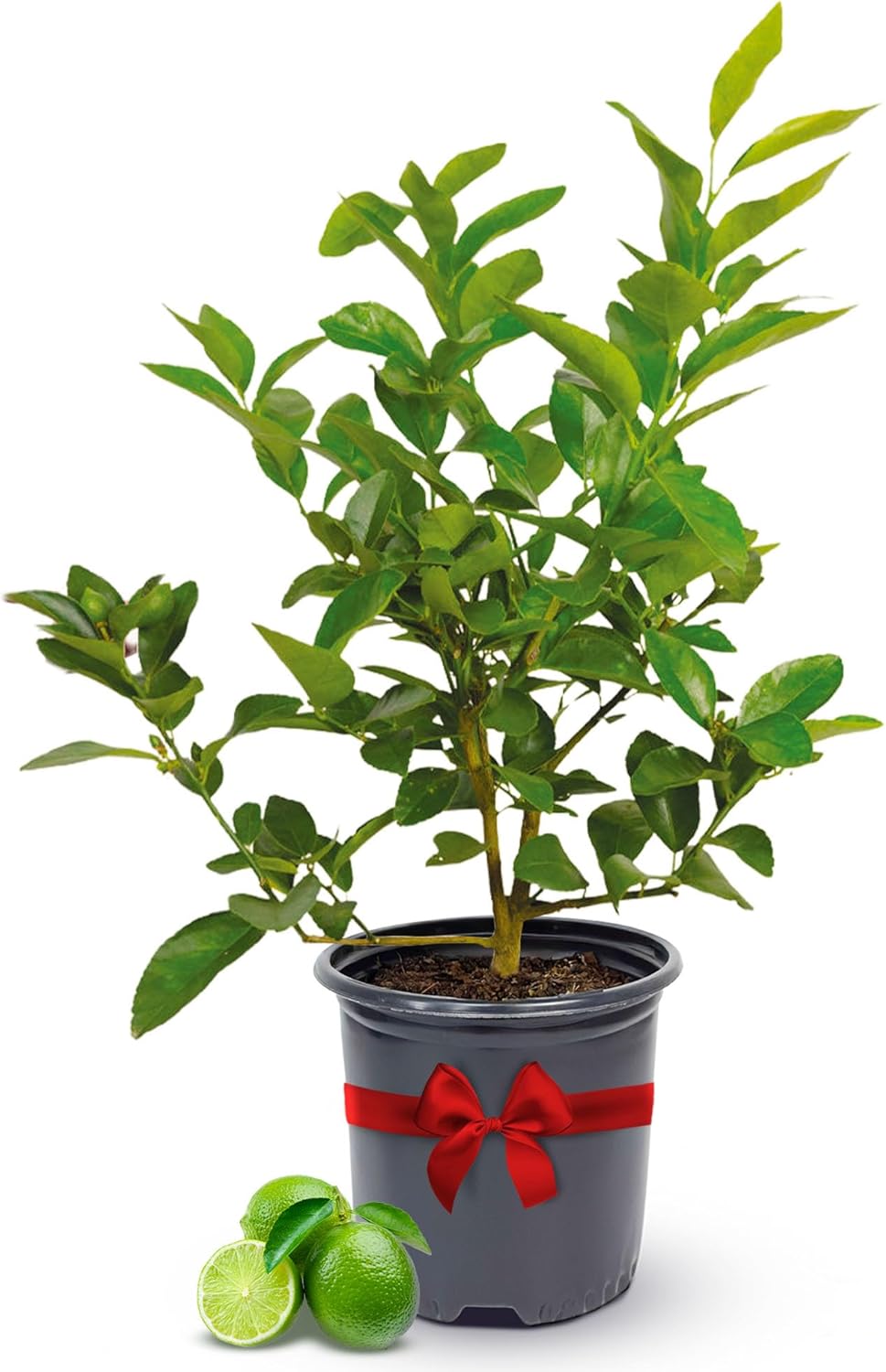 Persian Lime Plant Fruit Trees - Indoor Fruit Trees Live Plants, Outdoor Plants Live, Citrus Tree Pots for Housewarming, Patio, Lime Garden, Cannot Ship: CA,AZ,TX,LA, Real Indoor Tree by Via Citrus