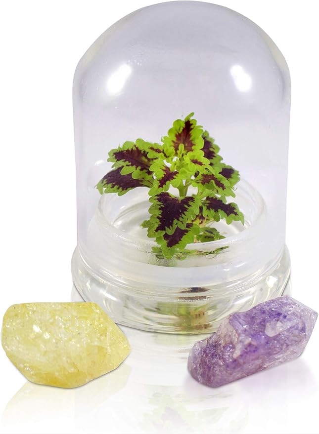 Rainbow Floral Terrarium - Self Grow, Maintenance Free -Coleus - 4" Dome