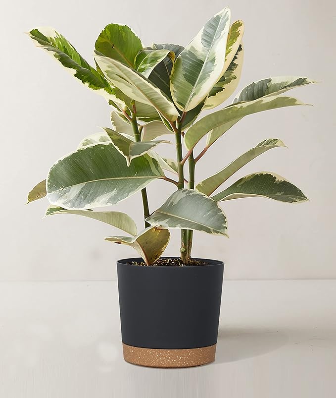 kubvici Plant Pots for Indoor Plants, 2 Pack 8 Inch Plastic Flower Pot Planters with Drainage Saucer for Indoor Outdoor Garden Home (8” Black)