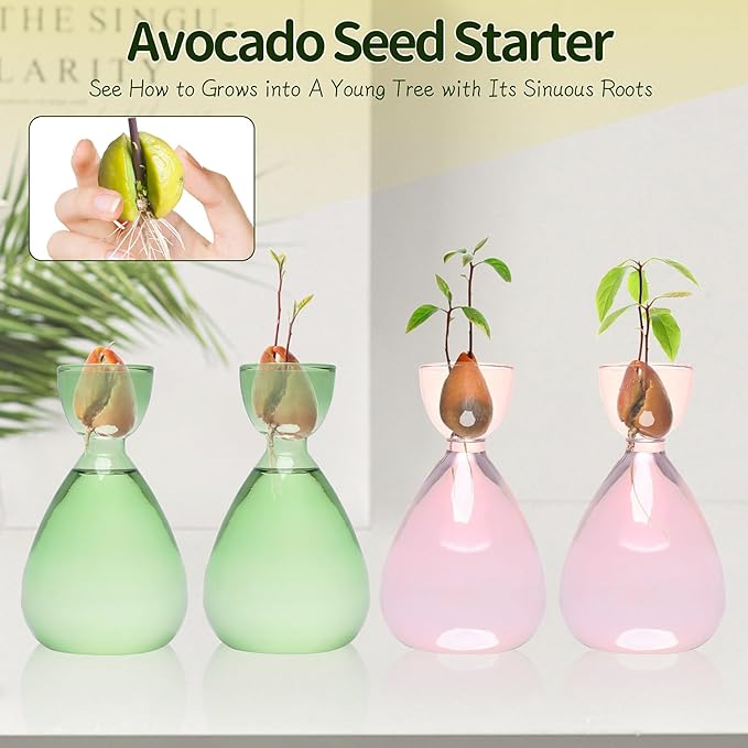 Avocado Vase Avocado Seed Starter Vases Trees Live Plants Growing kit Glass 2pc