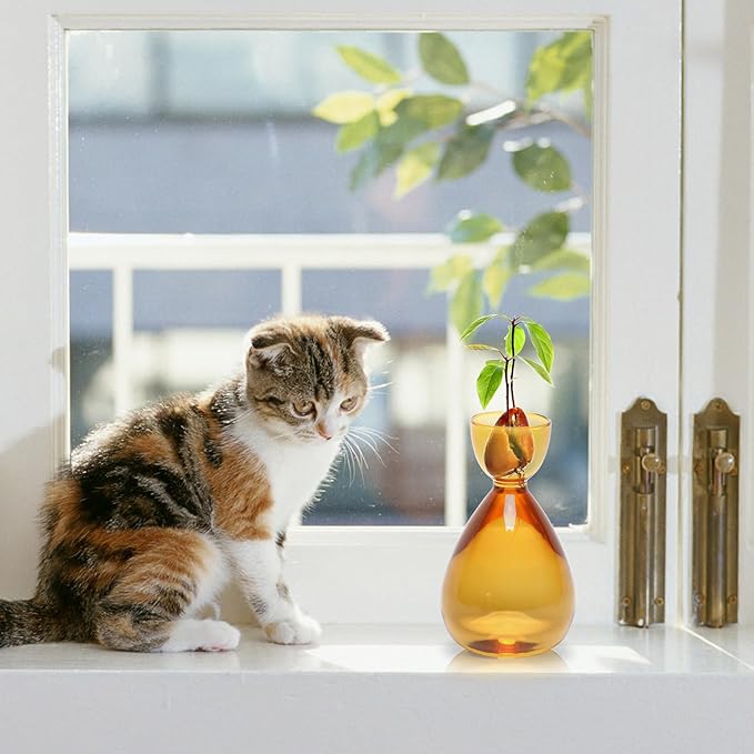 Avocado Vase Avocado Seed Starter Vases Trees Live Plants Growing kit Glass 2pc