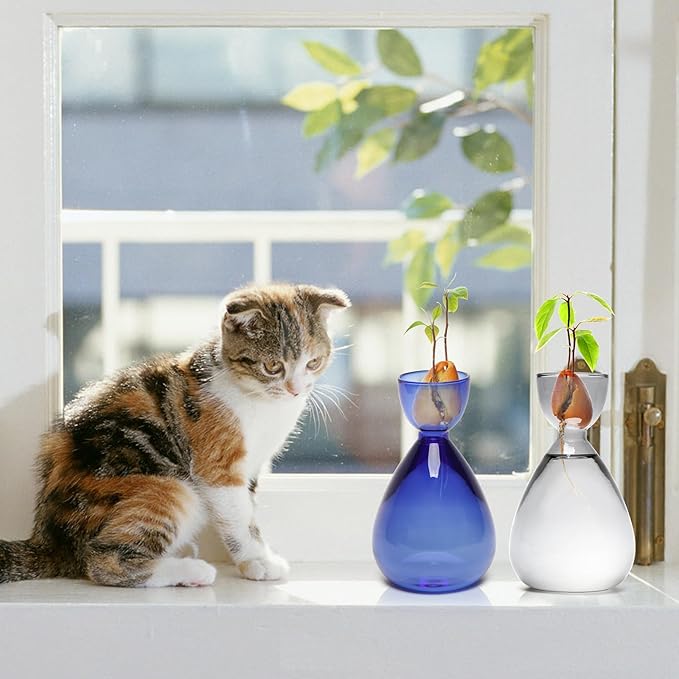 Avocado Vase Avocado Seed Starter Vases Trees Live Plants Growing kit Glass 2pc