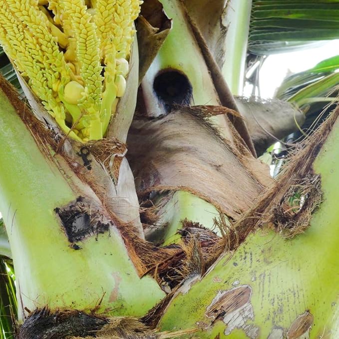 HEDO Pack of 10 Rhinoceros Beetle Pheromone Trap with Lure and Bucket Trap to Control Damage in Coconut