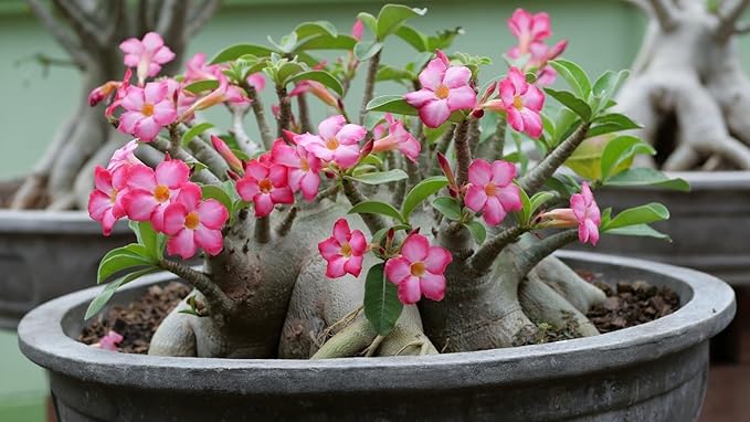 Desert Rose Planting Mix - Provide Your Adenium with an Ideal Growing Environment - 4 QUARTS