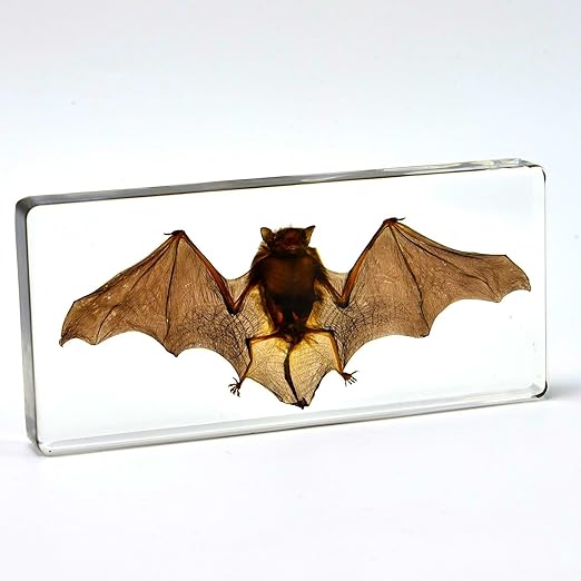 Real Bat Specimens, Resin Animal Specimens, Animal Skulls, Quirks, Biology, for Animal Specimen Enthusiasts, Science Classroom Science Education (Bat 5.6x2.6x0.8 Inch)