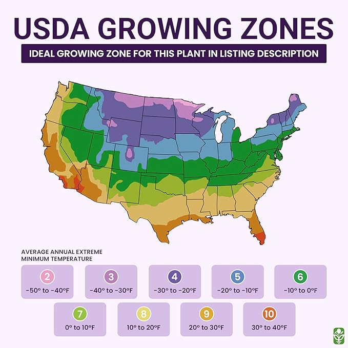 50,000 Shirley Poppies Seeds: Pastel Poppy Seeds