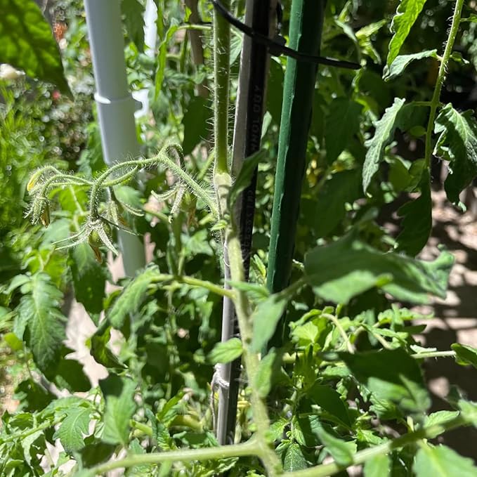 Garden Plant Stakes 48 Inch 4Ft Steel Plant Stick Support, 25 Pack Tomato Stakes for Growing Climbing Plants, Potted Plants, Tomatoes, Trees, Cucumber, Beans, Fences Poles