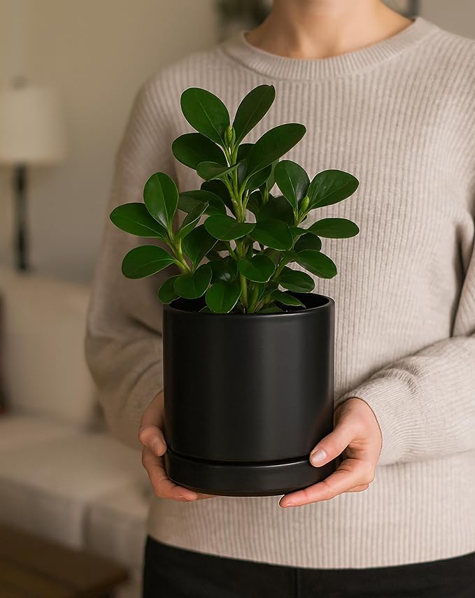 D'vine Dev Set of 2 Plants Pots, 6.5 Inch Ceramic Planter Pot for Plants with Drainage Hole and Saucer, Black, 94-V-C-2