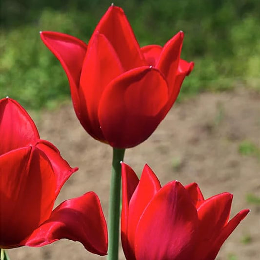 Kingsblood Single Late Tulip Bulbs (10-Pack)🌷Deep Red Tulips for Spring Gardens – Hardy Tulip Bulbs for Fall Planting