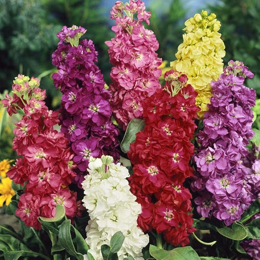 Outsidepride Ten Week Mix Mattiola Stock Seeds - 1000 Pcs Annual Flower Seeds for Planting with Fragrant Blooms That Attract Pollinators, Compact Growth, for Cut Flower Arrangements & Containers