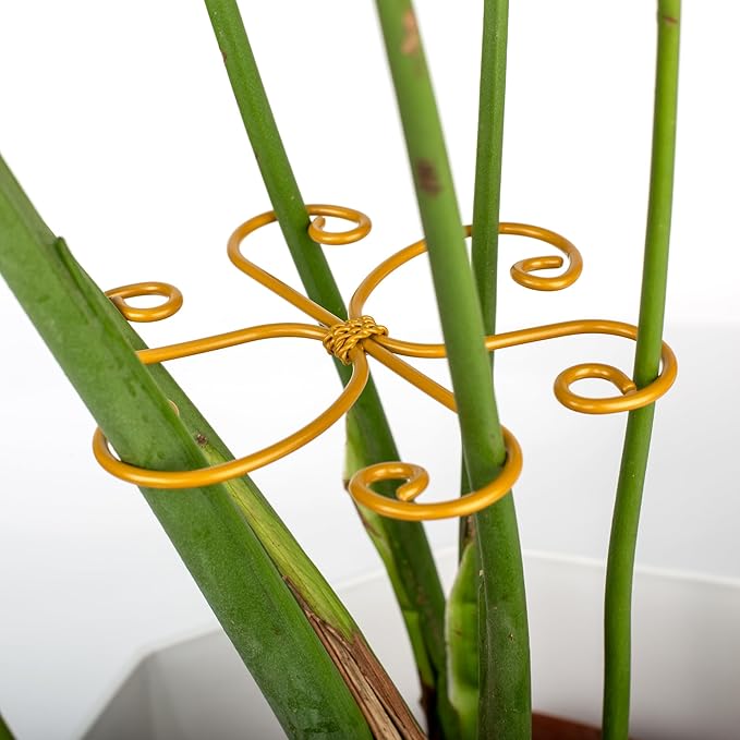 Monstera Plant Support 6-Pack - Durable Iron Clamps with Turtle Shell Design, Plant Supports for Indoor Plants & Climbing Vines, Healthy Growth & Leaf Stabilization