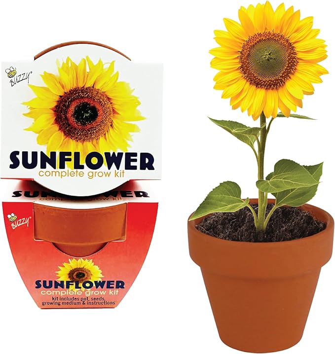BUZZY Seeds Terracotta Mini Grow Pots | Herb, Plant, Flower Starter Kit for Kids & Adults | Sunflower 12-Pack, Classic Collection | Guaranteed to Grow | Best Indoor-Outdoor Gardening Gift