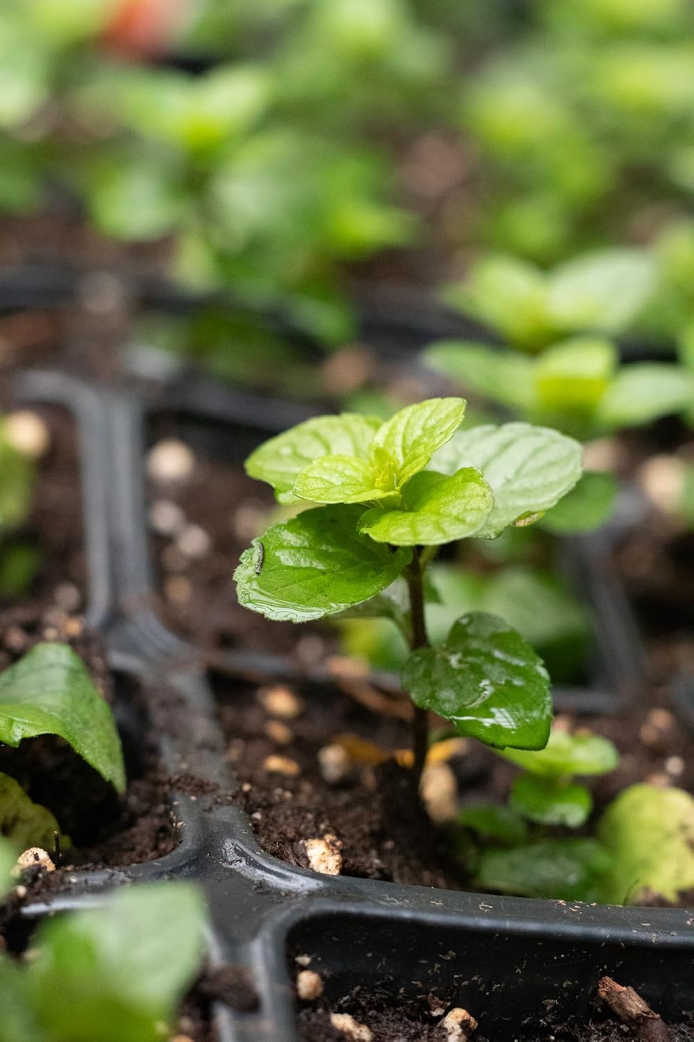 Organic Mint Plant, Spearmint Plant, (Mentha spicata) in 2.5-inch Pot - Excellent for Tea, Perennial Herb, Companion Plant