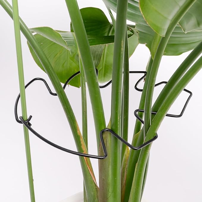 5PCS Black Monstera Plant Stem Support 9x7.6in - Adjustable & Durable Indoor Plant Stake for Cactus and Climbing Plants - Ideal Leaf Support for Gardening & Home Decor