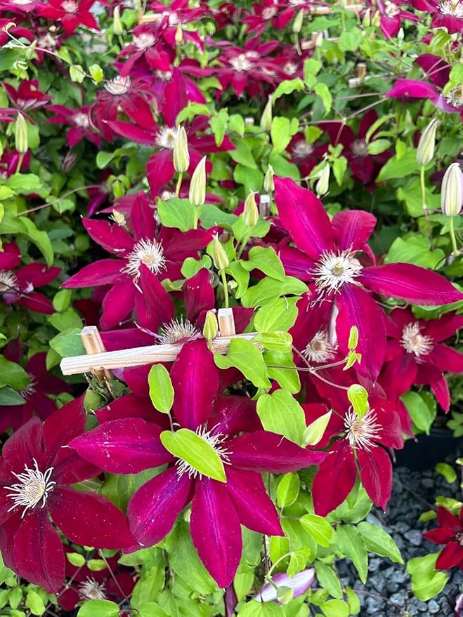 Perennial Farm Clematis 'Rebecca' Hybrid – Live Flowering Vine in 4 Quart Container, Large Velvety Red Blooms, Long Blooming, Compact Climber, Ideal for Trellises, Arbors & Containers
