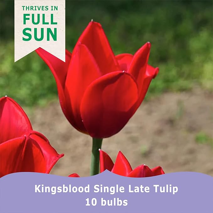Kingsblood Single Late Tulip Bulbs (10-Pack)🌷Deep Red Tulips for Spring Gardens – Hardy Tulip Bulbs for Fall Planting