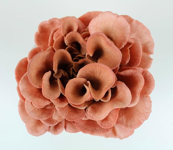 Pink & Brown Oyster Mushroom Grow Kit 2-Pack Variety - Beginner Friendly & Easy to Use, Grows in 10 Days | Handmade in California, USA | Top Gardening Gift, Holiday Gift & Unique Gift