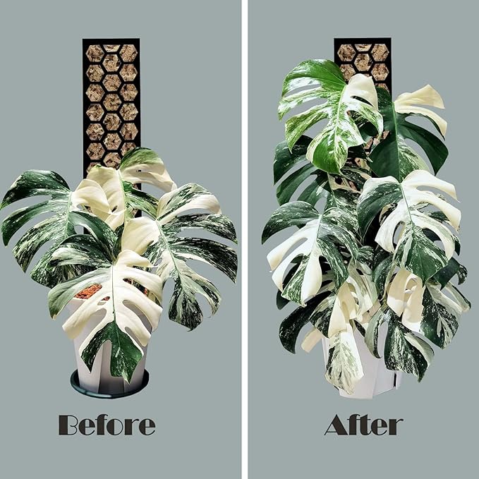 Plastic Moss Pole 4 Pack 17 Inch for Climbing Plants Monstera, Moss Pole Support for Indoor Plants, Plant Support for Monstera Work with Sphagnum Moss, Plant Lover Gifts