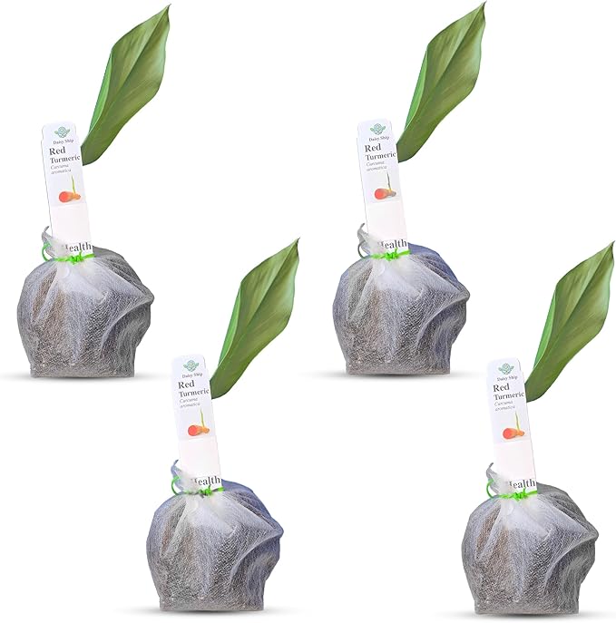 Live Red Turmeric Plants (Curcuma Longa) - Healthy Rhizome and Plant for Home Gardening & Medicinal Use (4 red Turmeric Bags)