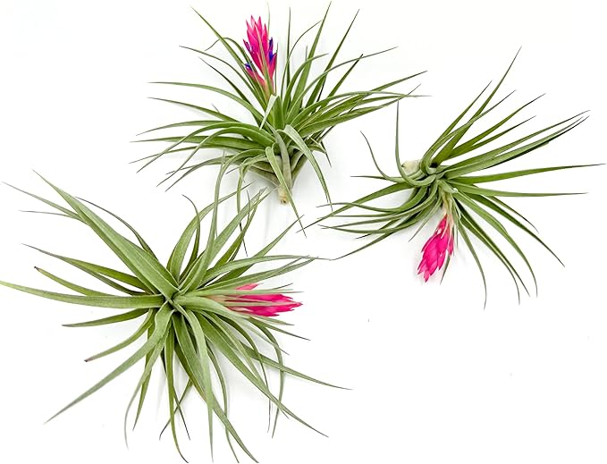 Air Plants - Flowering Tillandsia Stricta Large 5" - 3ct - Live Arrival Guaranteed - House Plants for Home Decor & Gift