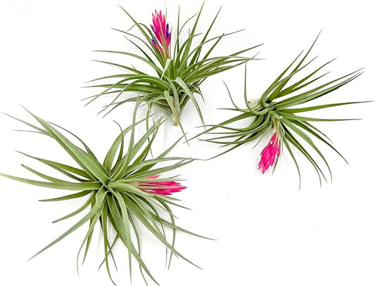 Air Plants - Flowering Tillandsia Stricta Large 5" - 3ct - Live Arrival Guaranteed - House Plants for Home Decor & Gift