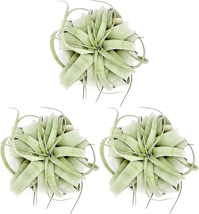 Air Plants - Tillandsia Xerographica, Large 5-7” - 3ct - Live Arrival Gauranteed - House Plants for Home Decor & Gift
