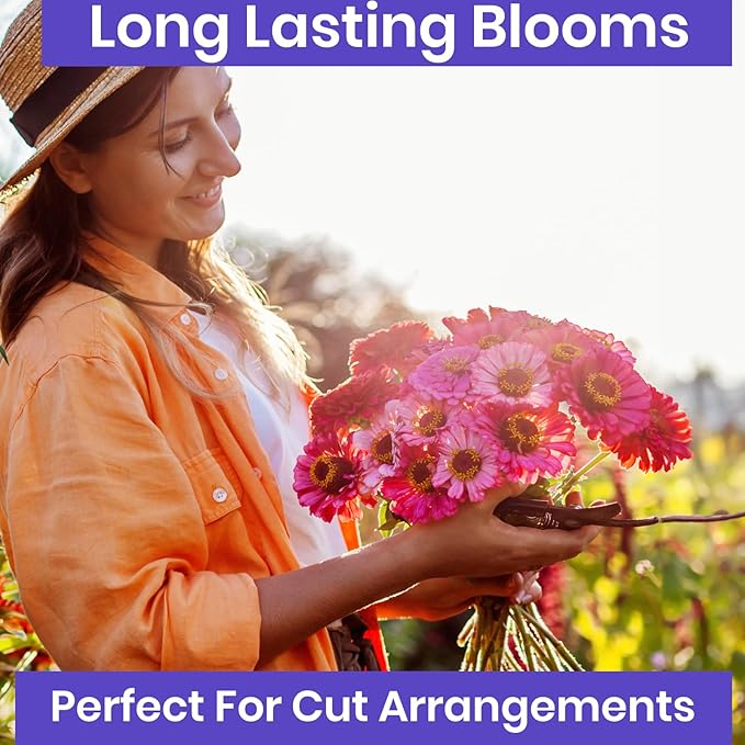 NatureZ Edge Zinnia Seeds for 2025 Planting Outdoors, Over 1600 Flower Seeds, 10g, Non GMO Made in USA, Bulk Semillas De Flores para Sembrar, Pumila Mix, Easy to Grow Zinnia Seed Mix