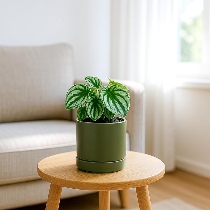 D'vine Dev Set of 4 Small Ceramic Plant Pots, 4.7 Inch Succulent Planter Pot for Plants with Drainage Hole and Saucer, Olive, 94-X-B-0