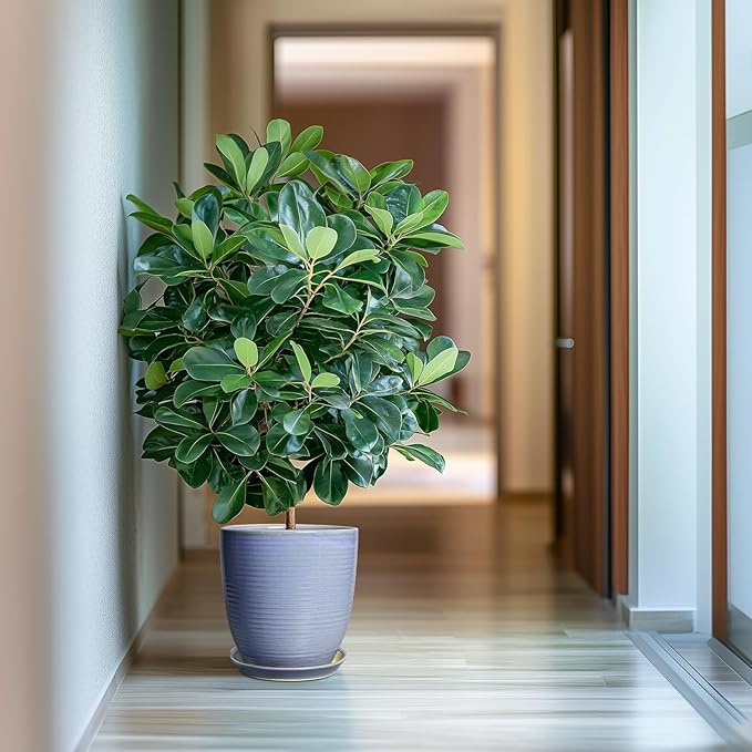 10 Inch Plant Pot - Round Ceramic Planter with Drainage Hole and Plant Saucer Indoor Outdoor for Decoration, Modern Home Garden Office Decor, House Warming Gifts, Blue-Purple