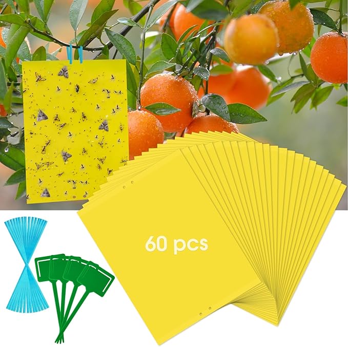 Dwcom 60 Pack Yellow Sticky Traps for Gnats Fruit Fly Traps for Indoors, Fungus Gnat Traps for House Indoor Fly Paper Indoor for Gnats Killer Indoor Trap