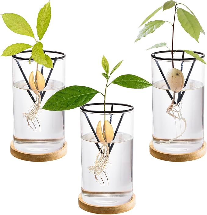 Lawei 3 Pack Avocado Tree Growing Kits, Glass Avocado Seed Starter Vase with Metal Triangle Bracket and Bamboo Base, Avocado Pit Sprouting Plant Pot Glass Bottle for Gardening Lovers Home Decor