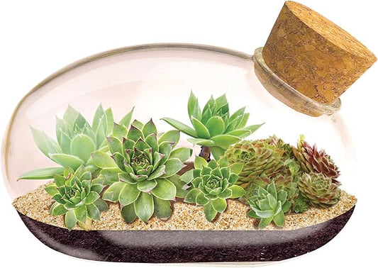 Grow Your Own Succulent Star Plant Mouse with Our Glass Terrarium Starter Kit - Fun and Easy to Grow with Complete Supplies - Plant A Mouse Garden That Will Last for Years - Great for Home Or Office