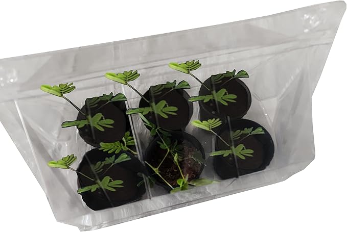 Zombie Plant Greenhouse Grow Kit - Touch It and Watch It Play Dead - Unique Grow Kit to Cultivate a Fun Indoor Plant That Revives in Minutes - Cool Plants and Great for Housewarming Gifts