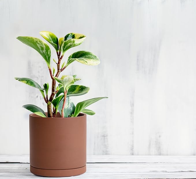 D'vine Dev 5 Inch Rust Terracotta Plant Pot with Drainage Hole and Saucer, Round Cylinder Planter Pot for Indoor Plants, 40-V-B-3