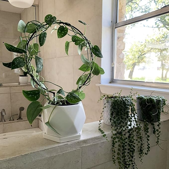 Acrux7 10 Pcs Circle Trellis for Climbing Plants Indoor Small Trellis for Potted Plants Plant Trellis for Hoya Vines Topiary Frames