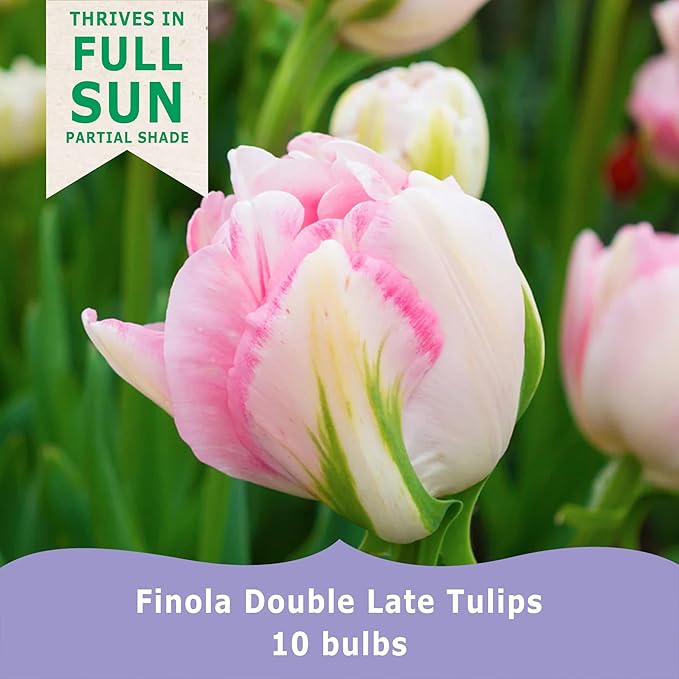 Finola Double Late Tulip Bulbs (10-Pack) Peony-Like Pink & White Blooms for Fall – Long- Lasting & Hardy