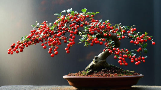 Winterberry Bonsai Tree for Growing - 1 Year Seedling - Ready to Plant (1 Seedling)