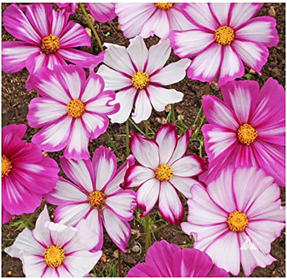Cosmos Seeds in a Mixture of 11 Varieties - Long Blooming Period in All Zones - Easy to Grow
