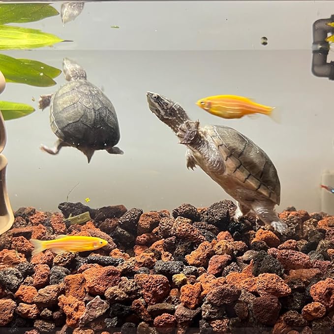 Red Horticultural Lava Rocks for Plants, 10 lb Succulents Cactus Bonsai Soil Lava Rocks for Aquarium Outdoor Decorative Stones for Craft Projects, Vase Fillers